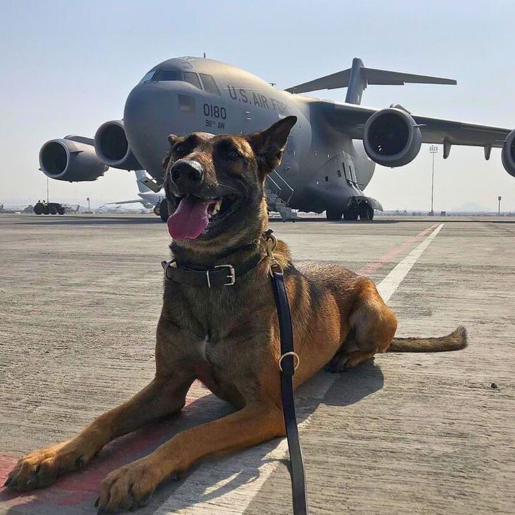 Warrior Dog Foundation